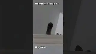 Не играйте с кошкам memes #cats #animals #memes #котики #животные #мемы #приколы