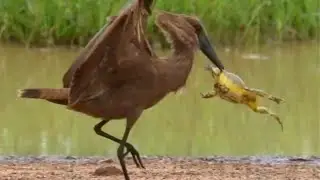 Fearless Bullfrog ATTACKS Giant Bird to Escape – Unbelievable Showdown!