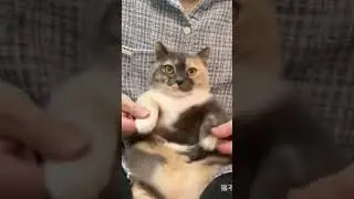 fatass calico cats dancing 4 short edition #calico #calicocat #fatasscalicocatsdancing #cat