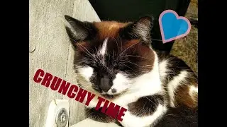 Katze crunched ihre Knusperkissen