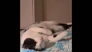 Беспокойный сон Ибры Мурчелиза.