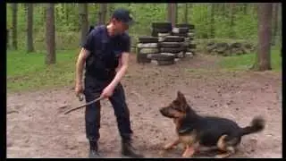 Служебные собаки