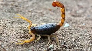 The danger of scorpions to humans 🦂