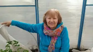 April 2 - relocation of tomato seedlings to the greenhouse