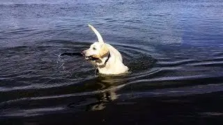 Наш любимый лабрадор Джессика купается.