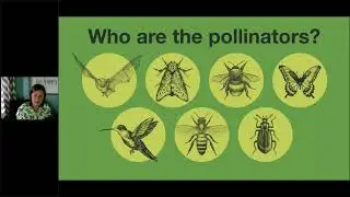 Protecting Pollinators  Nurturing Sustainable Communities with Pollinator Gardens