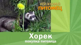 Покупка хорька: ГДЕ, КАК, КОГДА?