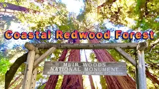 Muir Woods National Monument - California