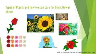 Exploring the Wonderful World of Plants: A Guide for Kindergarten Kids