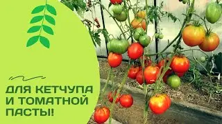 Томат гном Алое Сердце. Обзор и дегустация