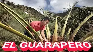 EL GUARAPERO  (VERSIÓN SONIDERA)  D. A. R