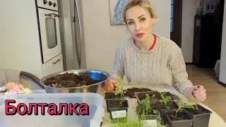 Болталка. Про вербену бонарскую и осоку власовидную.