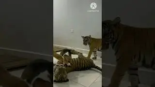 The Dog bullies Tiger.🐯 VS 🐶.