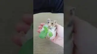 Хомочка Душечка