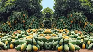 Great Grafting Mango Tree From mango fruit How to grow mango tree