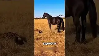 Лошадь отправила КРОКОДИЛА в нокаут 😵🔥🥊