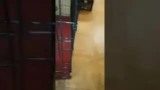 Клетка для собаки