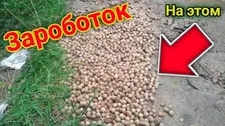 Сколько можно заработать на жолудях?