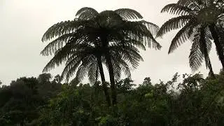 Tree Ferns. Древовидные папоротники (2512sp)