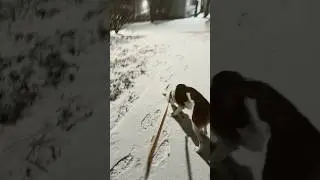 Tyr Chasing and Eating Snow! #shorts