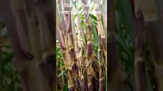धिरज पाटील,मांगूर यांचा जबरदस्त खोडवा प्लॉट 