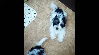 Бивер - лучшие антидепрессанты!Кому не хватает общения? Тогда вам к нам#биверпитомник #бивер#собака