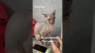 Поведение как у Собаки поступки как у крысы