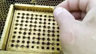 Сот Яранкина . (самодельный ) Плюсы и минусы Часть 2