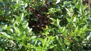 Un nid d'abeille chez moi