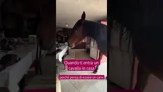 Your horse thinks it's a dog