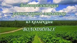Презентация РАННИХ сортов земляники на 2024г  Ягодное Раздолье