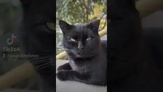 Любимый кот Муранчик