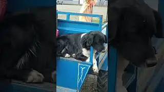 top atsalar dünya umrunda değil kömür patpat yatmaya devam 😁