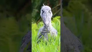 🦤☠️The scariest bird in the world