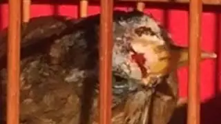 BÍ KÍP NUÔI CHIM HỌA MI NHƯ CAO THỦ ,ĂN UỐNG, GHÉP ĐÔI, TẮM RỬA CHUẨN BÀI | CHIM HÓT CẢ NGÀY