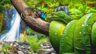 Managing the harsh Food Web in My Ecosystem Vivarium