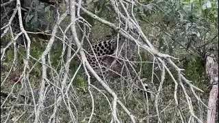Jaguar y Chita Heridos
