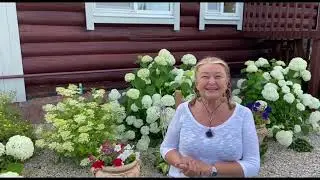 Захватывающий запах сирени.