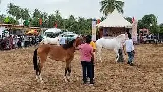 Horse BEAUTY Contest || Beautiful horses is up for the competition ||anthiyur horse fair