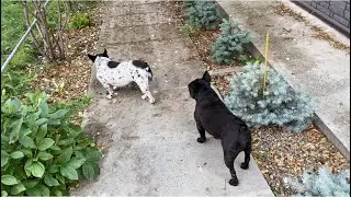 Марсик принимает работу…