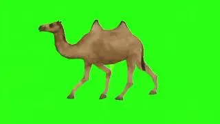 Camel different poses for cartoon make green screen cartoon character