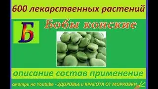 beans horse 600 medicinal plants