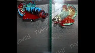 Петушок плакат дракон самец (Betta splendens)
