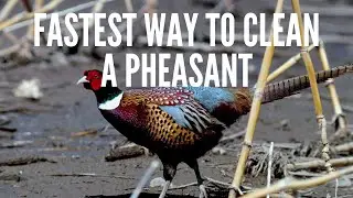 The Fastest way to clean a Pheasant!
