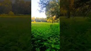 Tingulli i Natyrës 🤗 Original Audio 🐦 #AdiTube 🪻 #shorts 🌾 #video 🌴 #youtube 🌿 #viral 🌸 #views 🪷