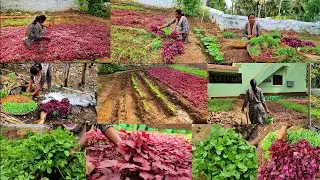 கீரை..கீரை.. கீரை..வாங்க சிறுகீரை.. வெந்தயகீரை..தண்டுகீரை🌱/multi-Greens harvesting in farm/keerai