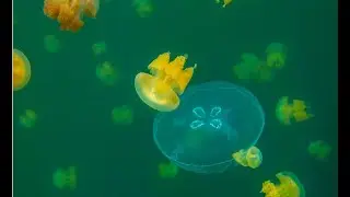 Jellyfish Lake, Palau