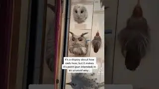 Why does this owl have a pencil in its head? #shorts #weirdfacts #owl