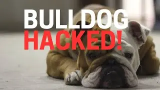 Bulldog Company Got Hacked! - Bulldog Walkthrough Ep1