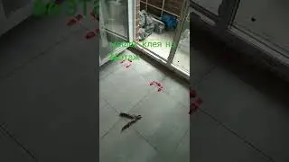 Стройка. Когда сломался лифт.
